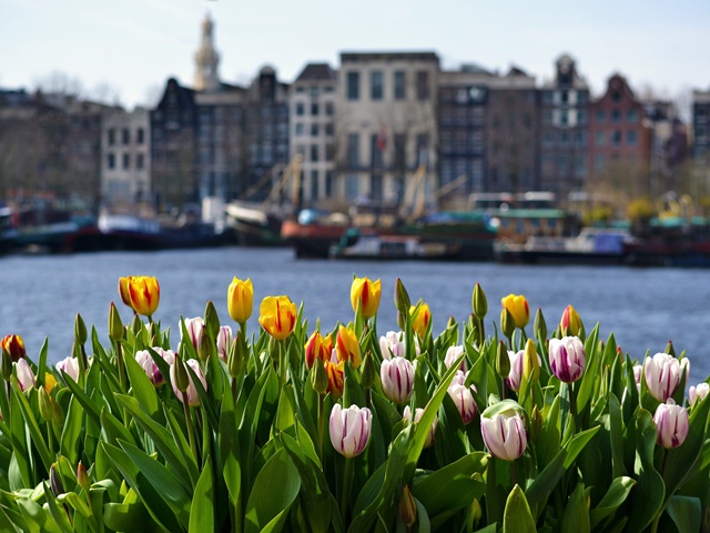 Amsterdam i tulipany z noclegiem